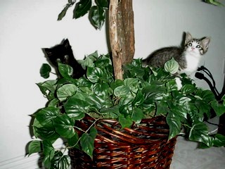 Kitties in a Basket
