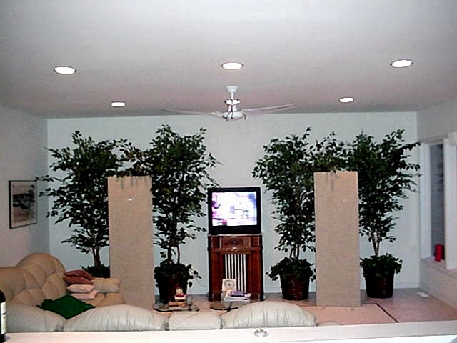 Living Room with Ficus Trees